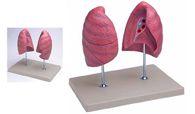 Left and Right Lungs